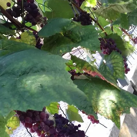 Bella Vista Park View 포레치