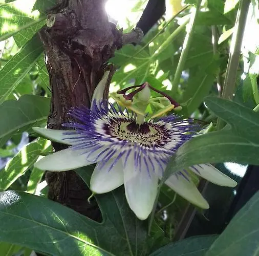 Bella Vista Park View 아파트 포레치